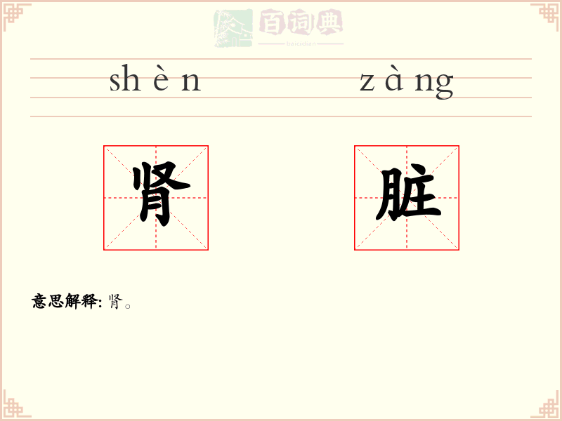 肾脏