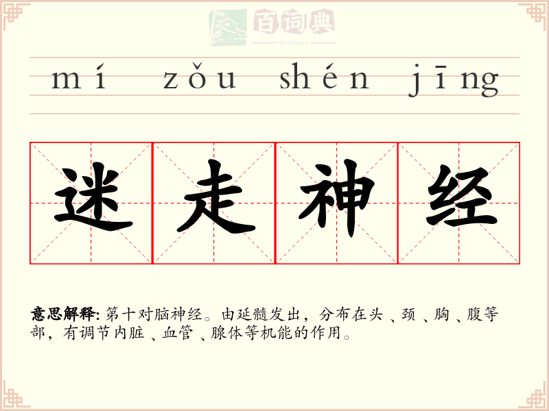 迷走神经