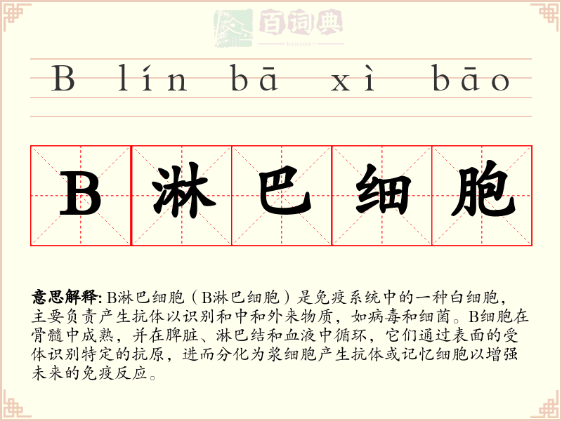 B淋巴细胞