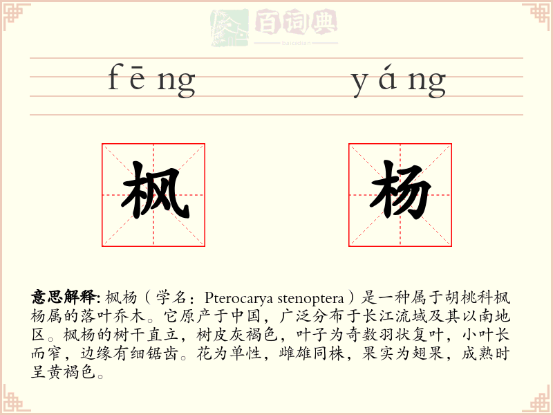 枫杨