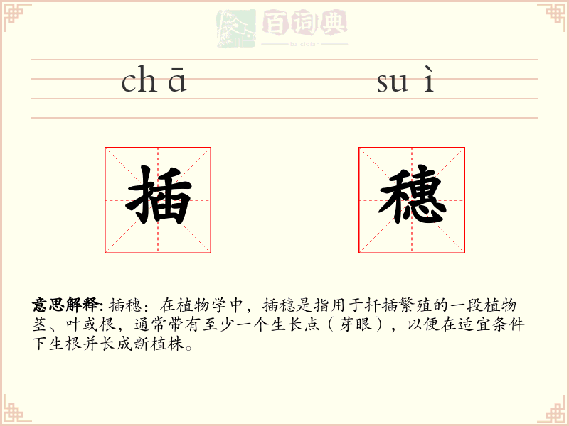 插穗