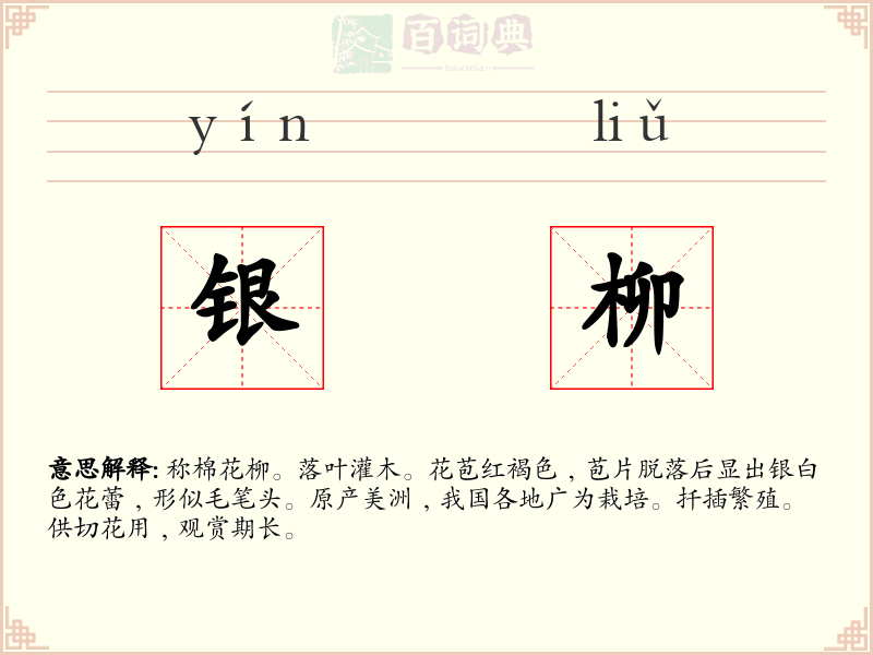 银柳