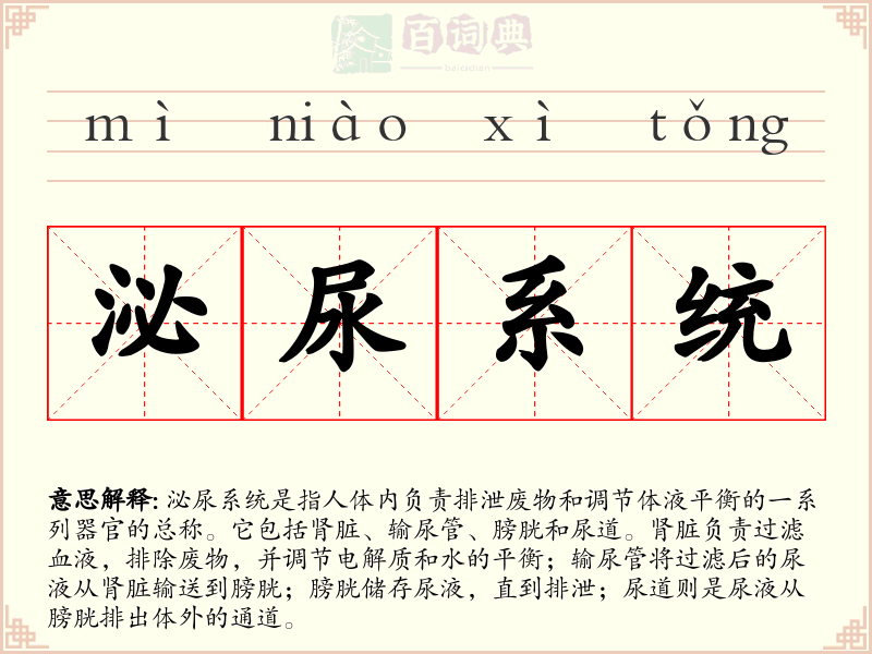 泌尿系统