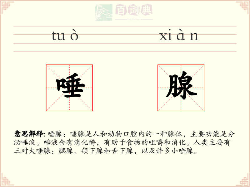 唾腺