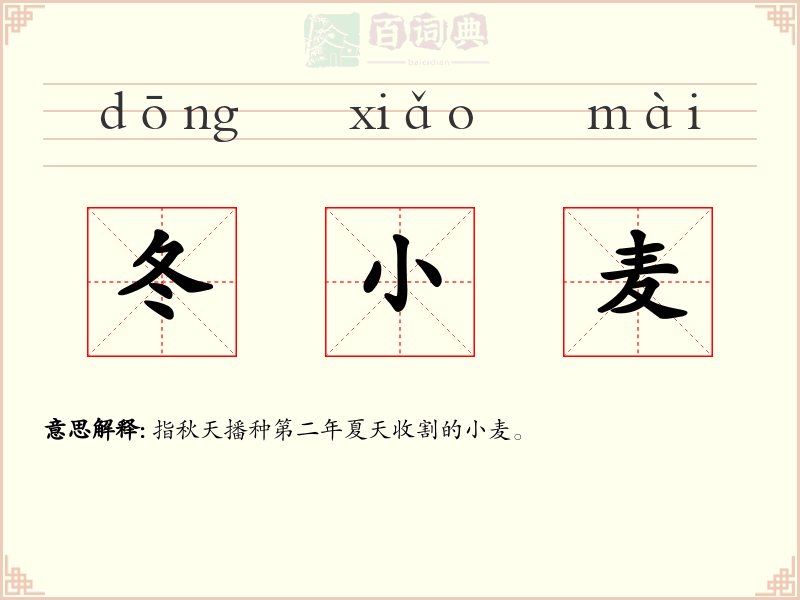 冬小麦