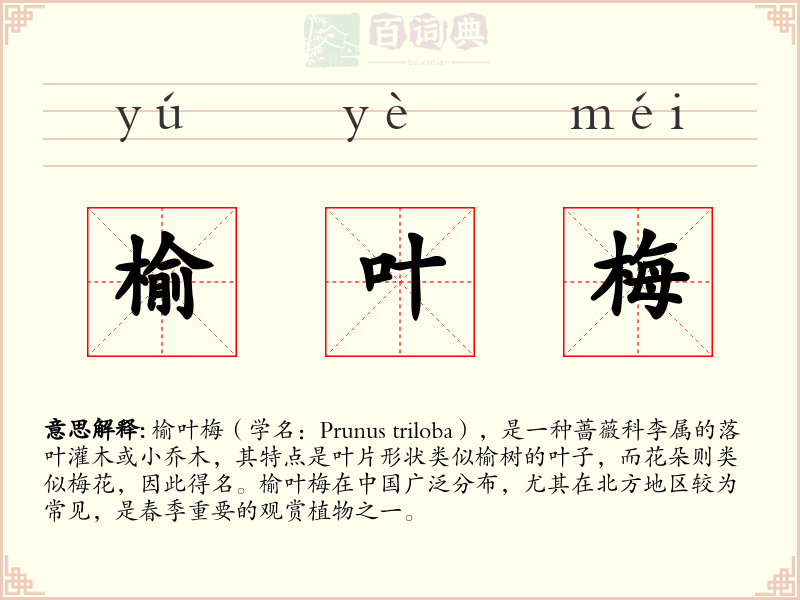 榆叶梅
