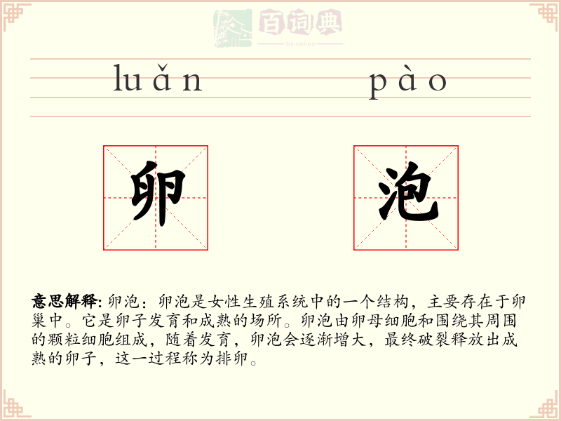 卵泡