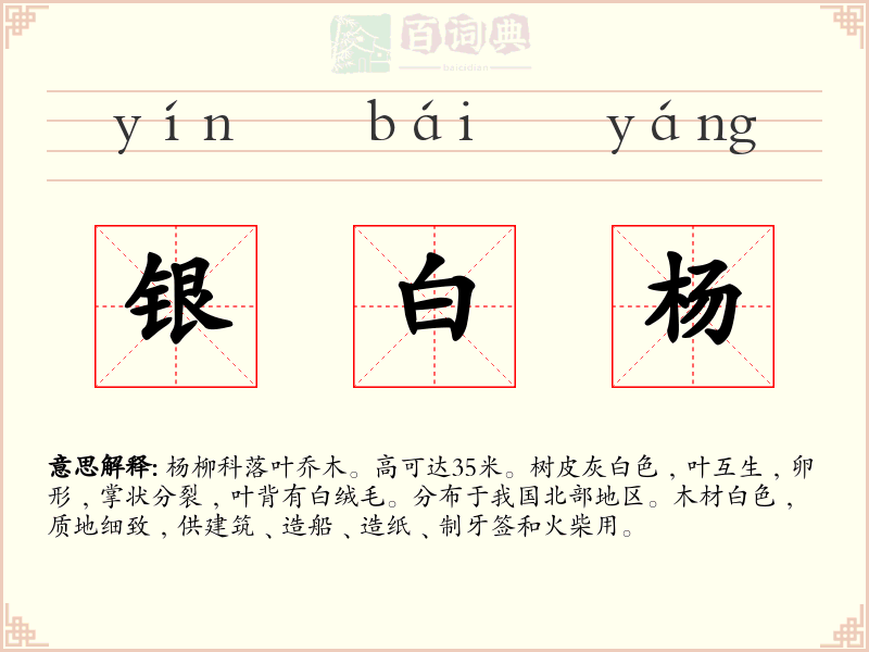 银白杨
