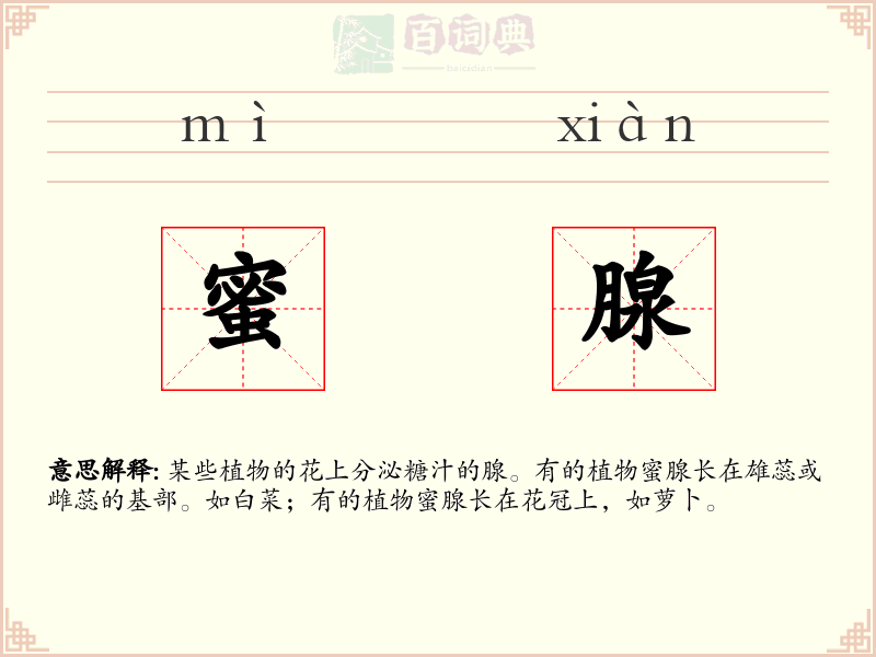 蜜腺