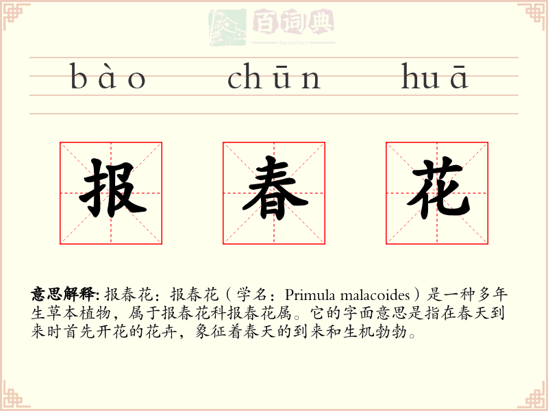 报春花