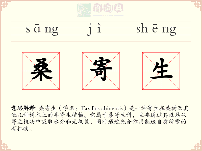 桑寄生
