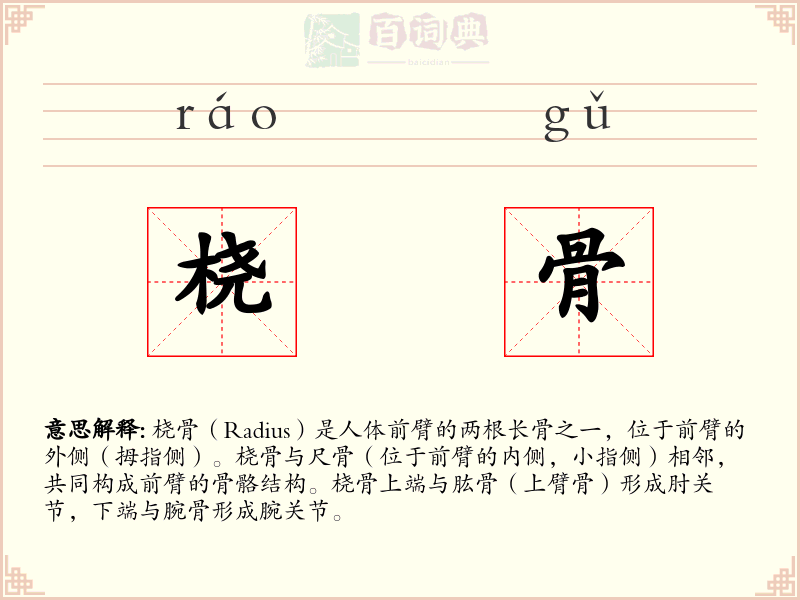桡骨