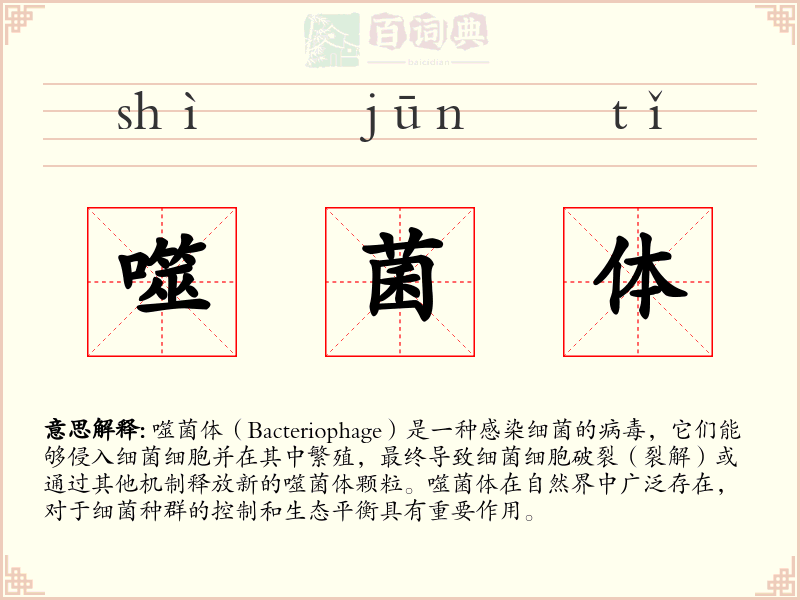 噬菌体
