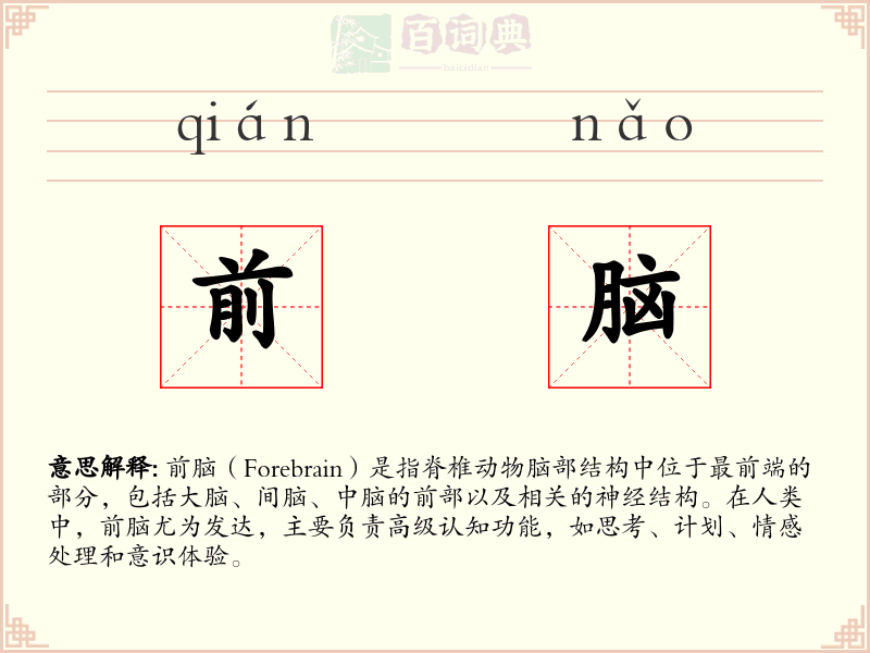 前脑