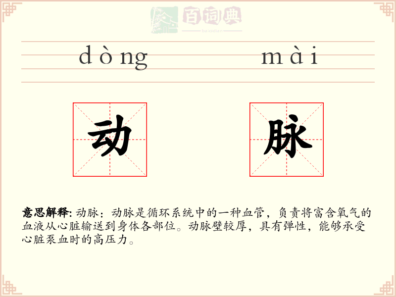 动脉