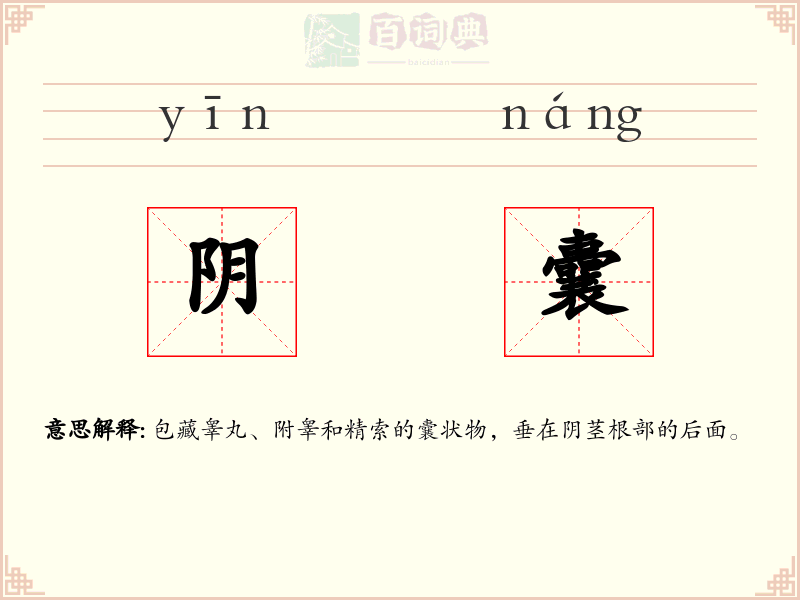 阴囊