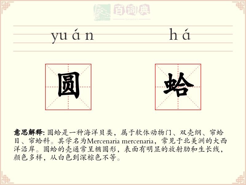 圆蛤