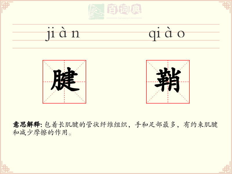 腱鞘