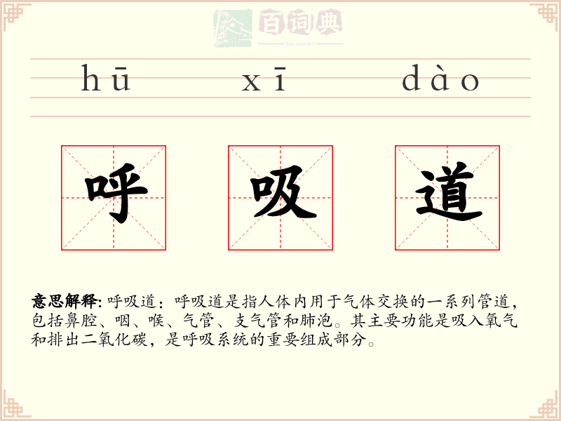 呼吸道