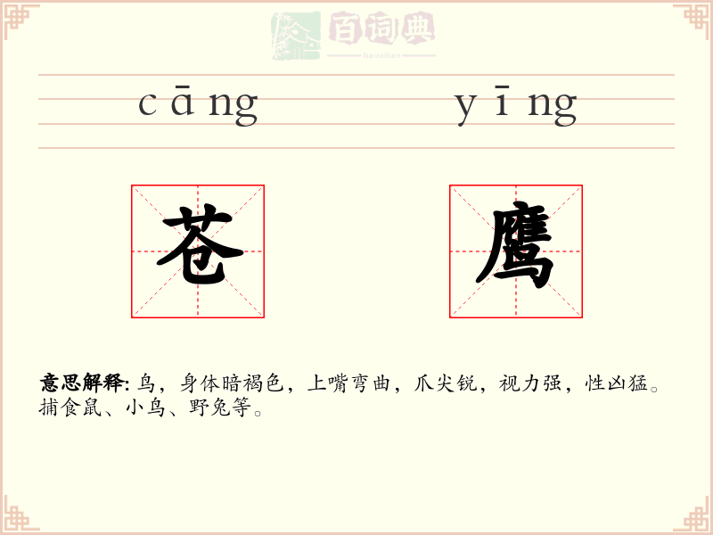 苍鹰