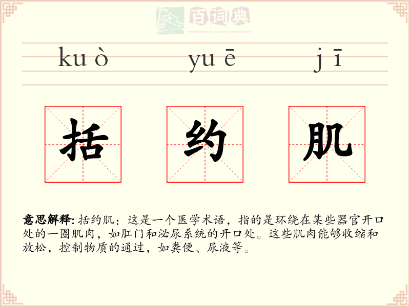 括约肌
