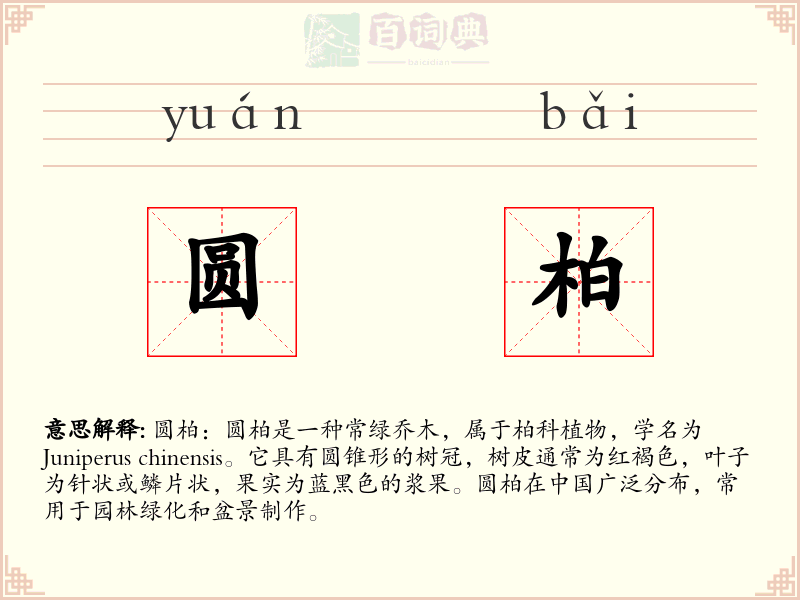 圆柏