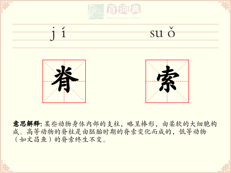 脊索