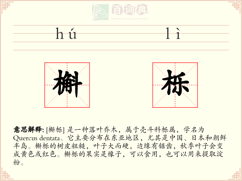 槲栎