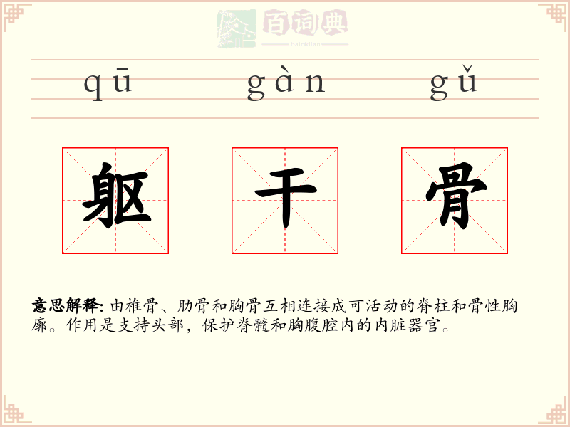 躯干骨