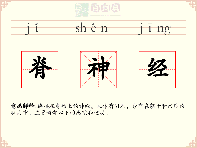 脊神经