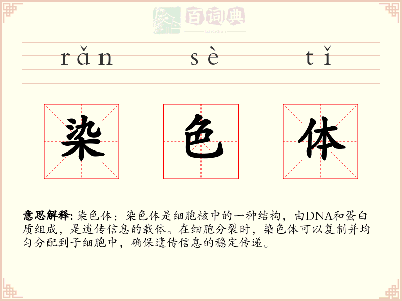 染色体