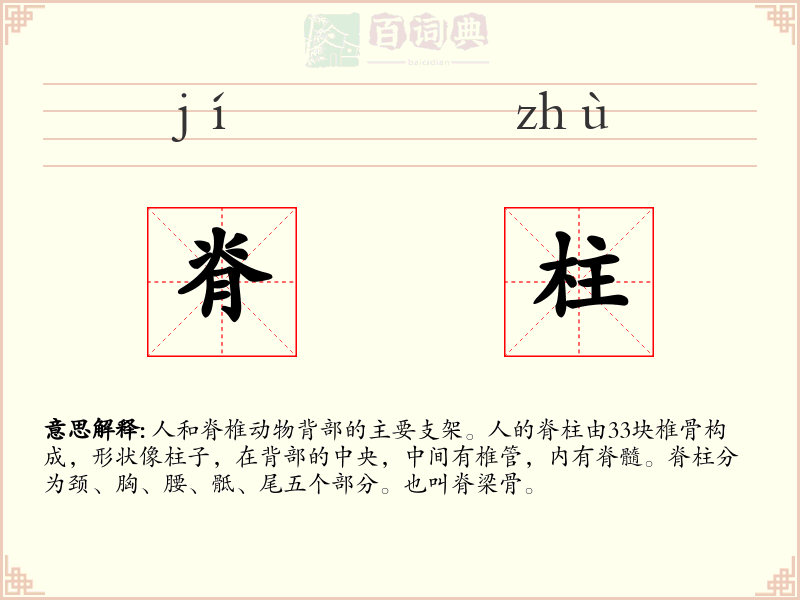脊柱