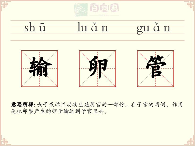 输卵管
