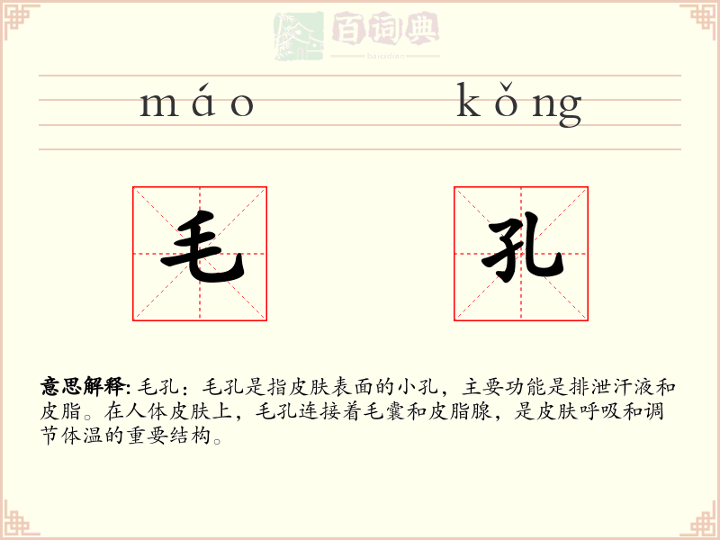 毛孔
