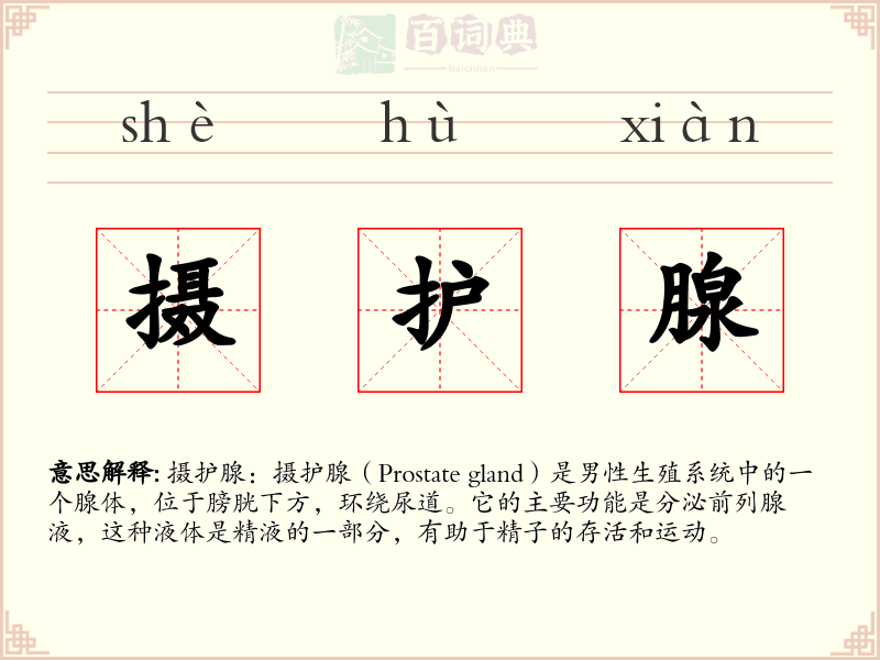 摄护腺