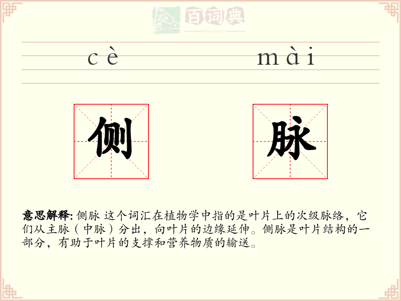 侧脉