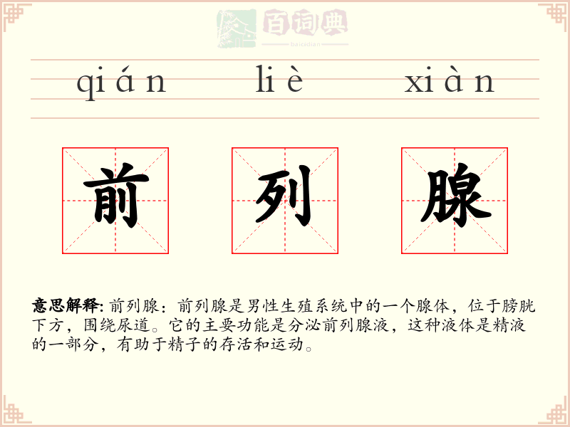 前列腺