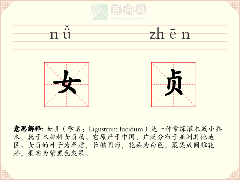 女贞