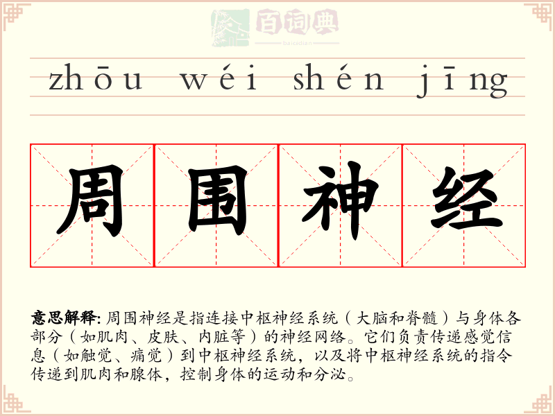 周围神经