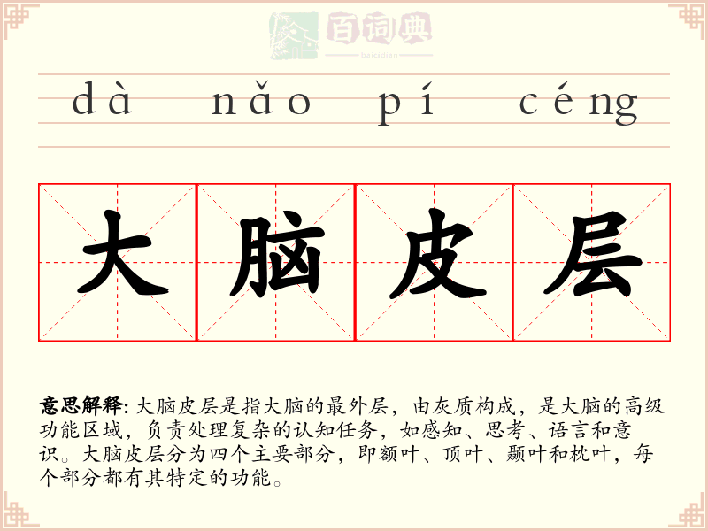 大脑皮层
