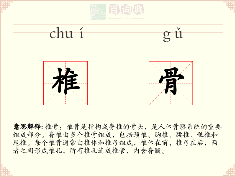 椎骨