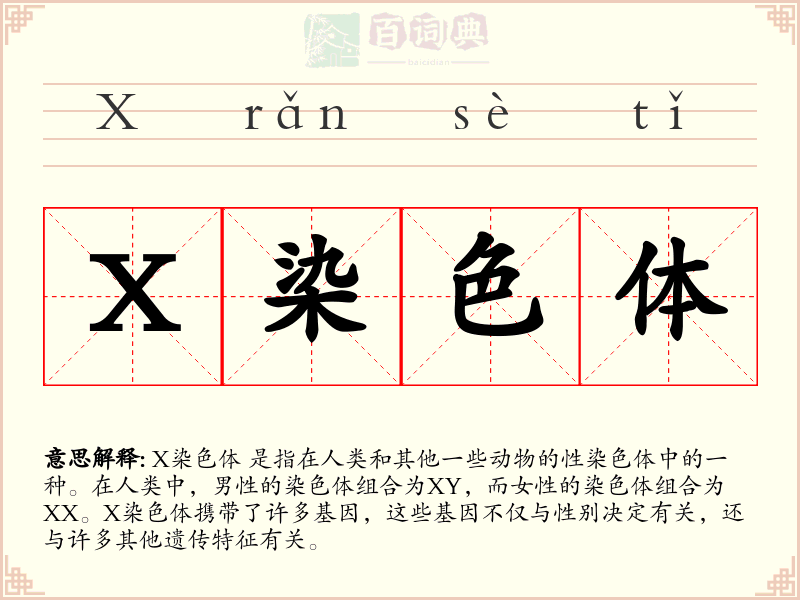 X染色体