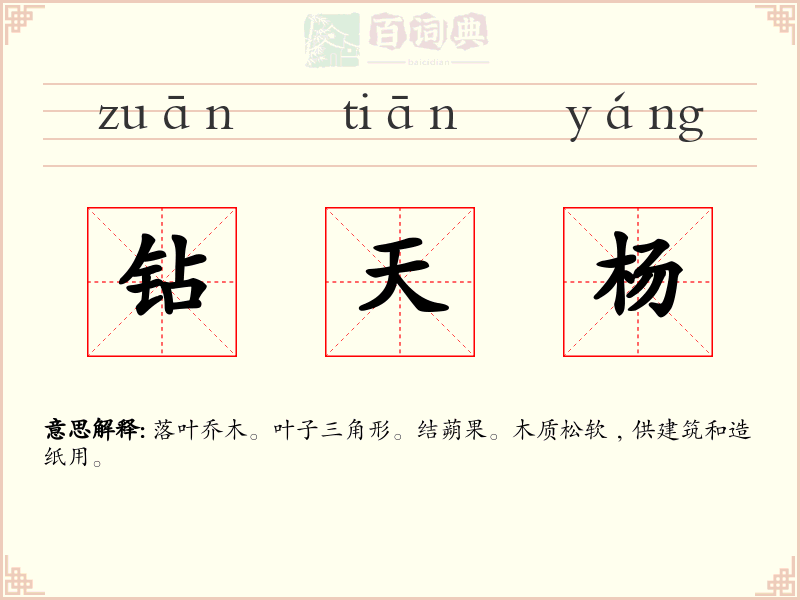 钻天杨