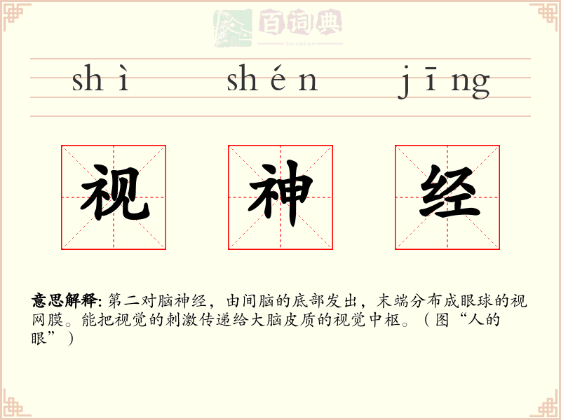 视神经