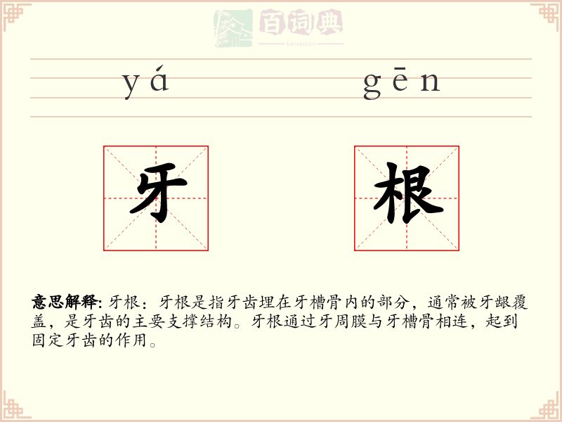 牙根