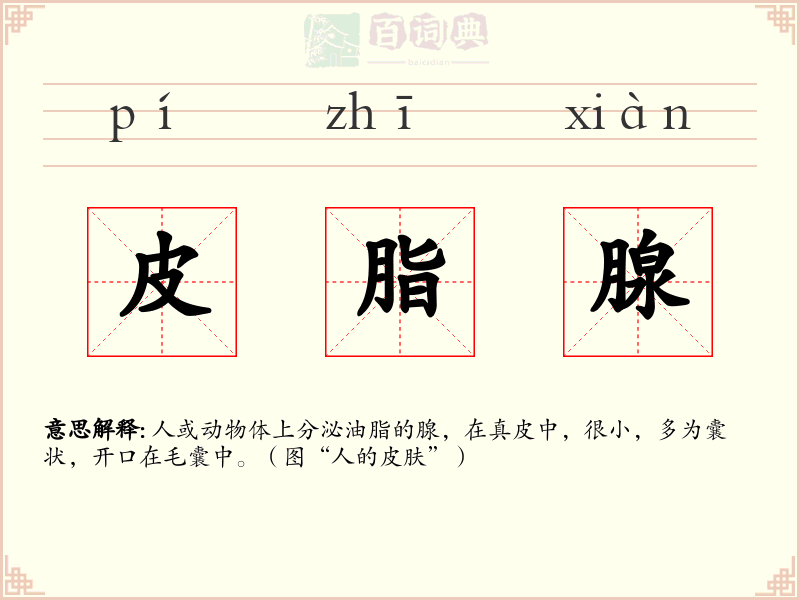 皮脂腺