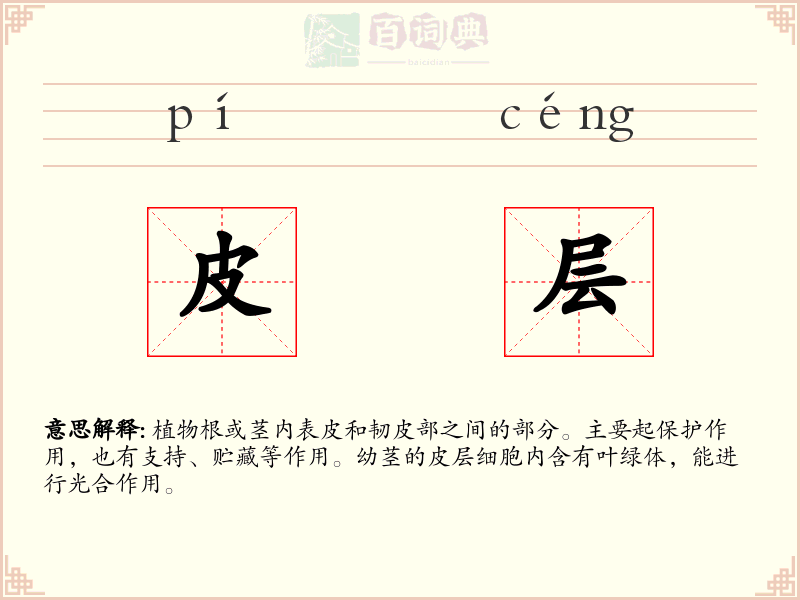 皮层