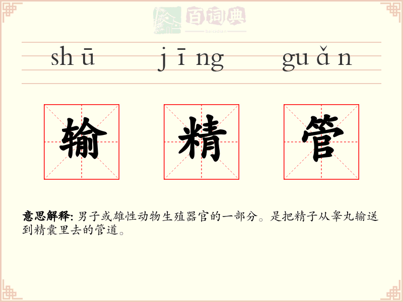 输精管