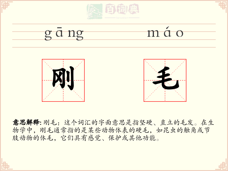 刚毛