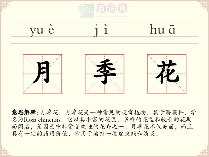 月季花